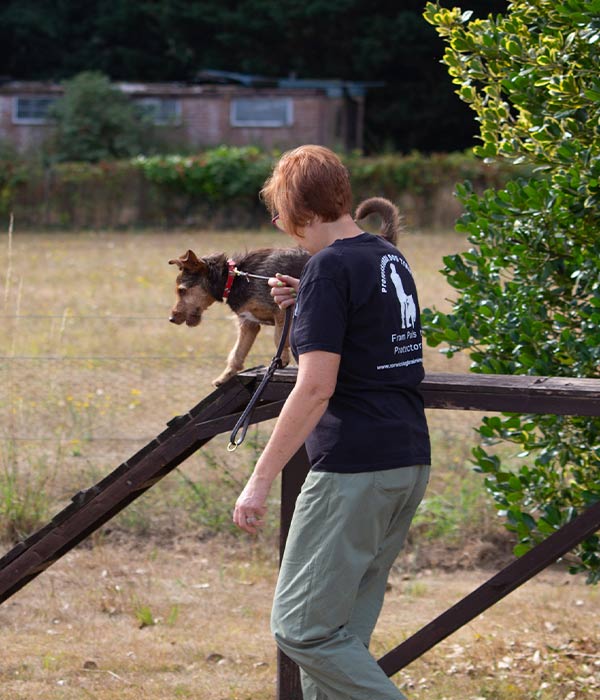 Fitness Dog Training Norwich Dog Training School
