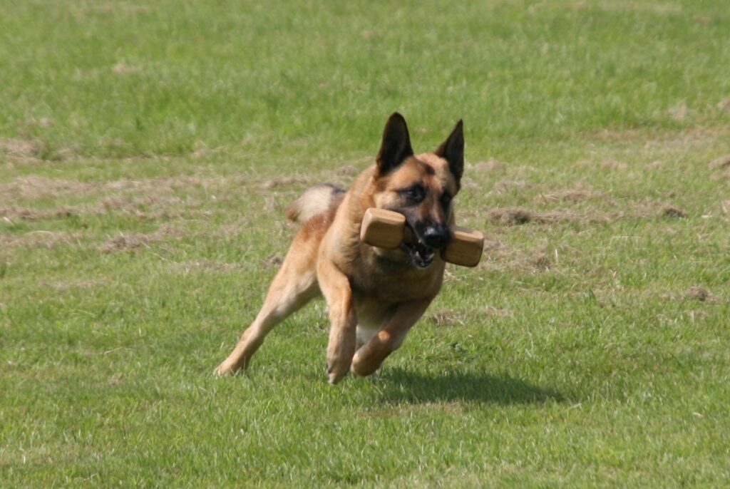 Norwich Dog Training School Retrieve Training
