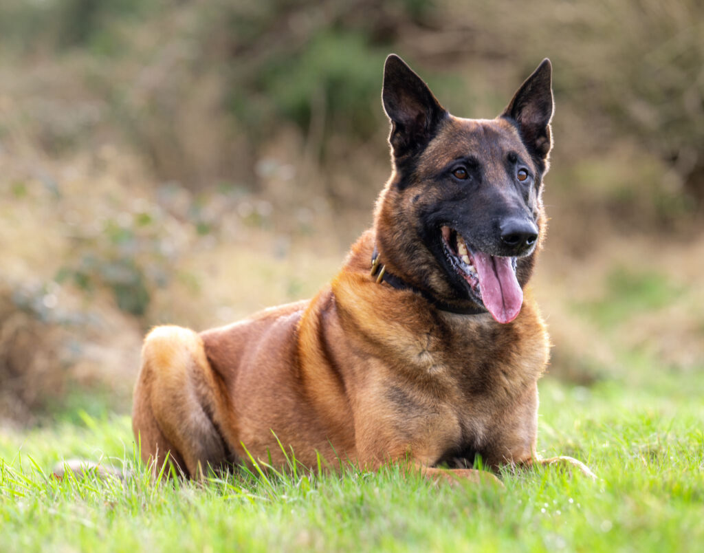 Malinois Training Norwich Dog Training School