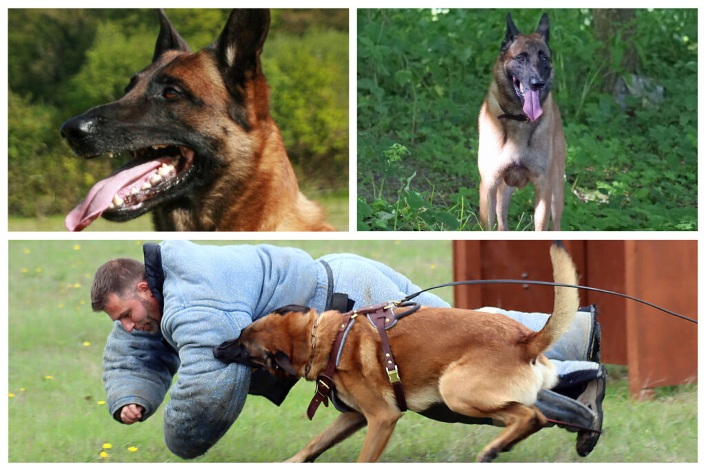 Belgian Malinois Stud Dog Norwich Dog Training School