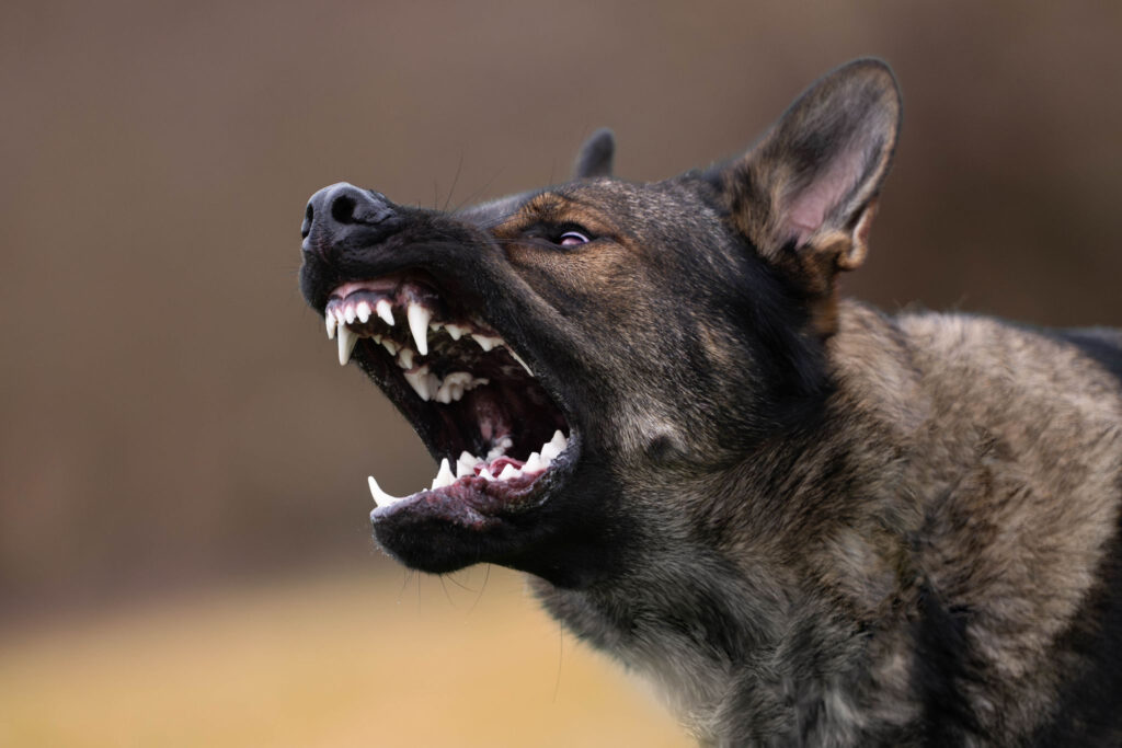 Norwich Dog Training School Protection Training