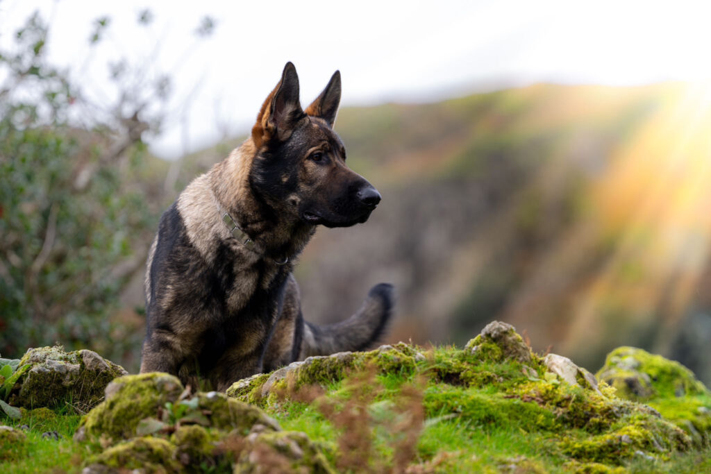 Norwich Dog Training School Working lines German Shepherd