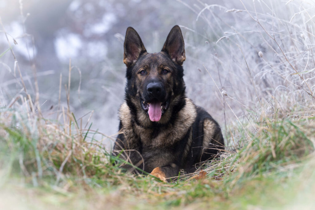 Norwich Pet Portraits