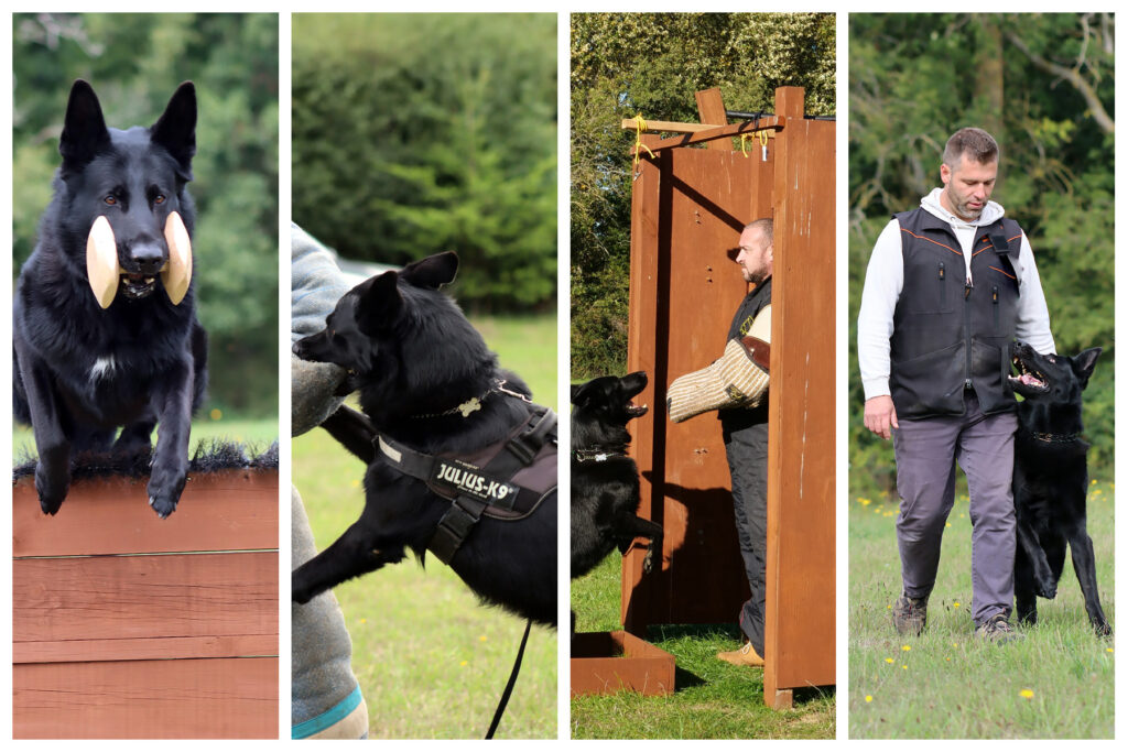 Norwich Dog Training School Imported German Shepherd