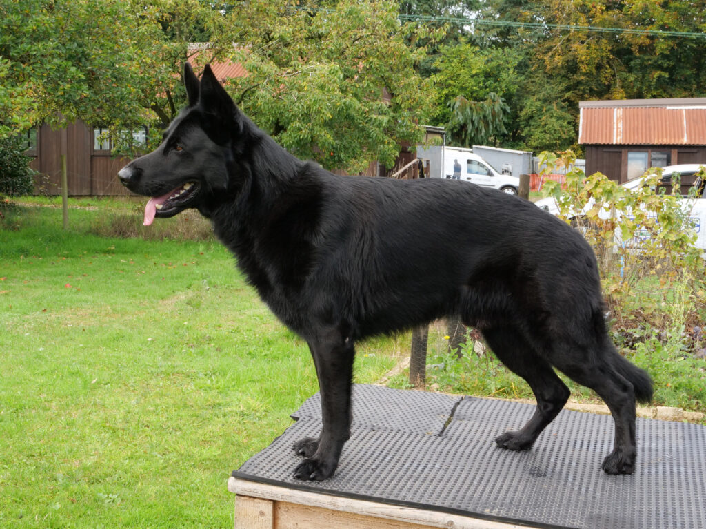 Norwich Dog Training School German Shepherd Import
