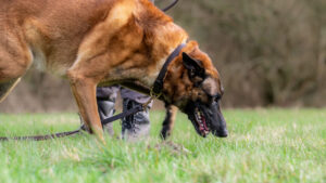 Tracking Training Norwich Tracking School