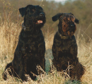 Best Norwich Dog Trainers