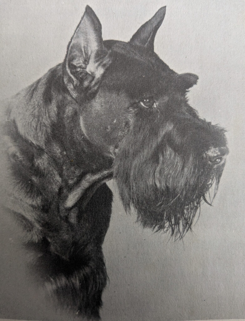 Giant Schnauzer Norwich Dog Training School