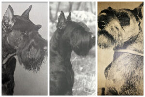 Schnauzers Norwich Dog Training School