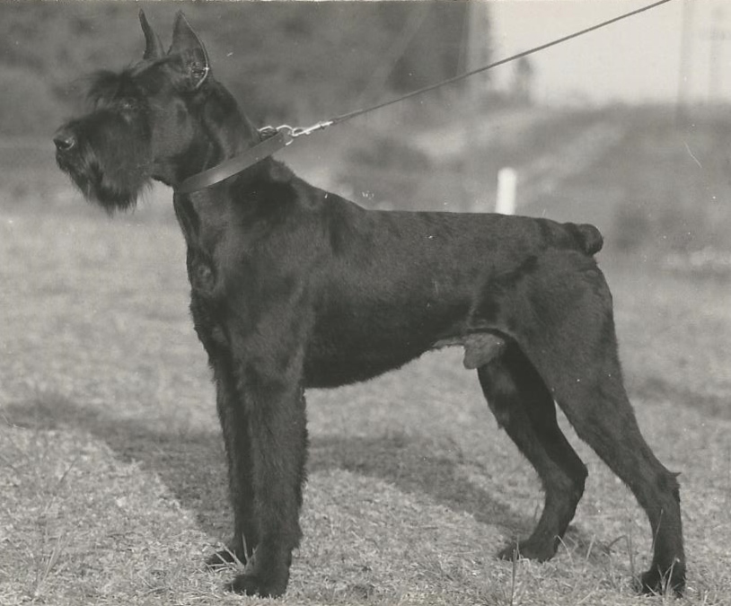 Giant Schnauzer Norwich Dog Training School